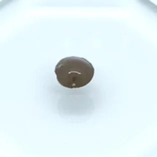 True Color 色素　ダークアッシュ